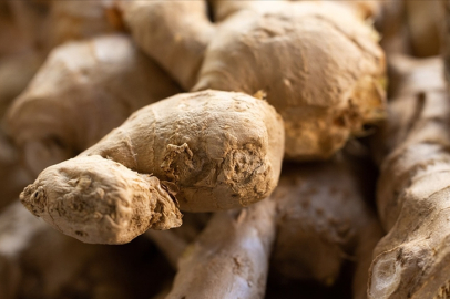 "Zencefil"in Alzheimer ve kanser hastalıklarına karşı potansiyeli araştırıldı