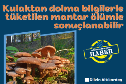 Kulaktan dolma bilgilerle tüketilen mantar ölümle sonuçlanabilir