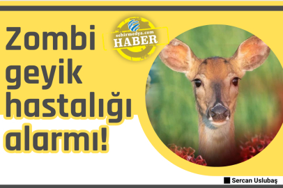 Zombi geyik hastalığı alarmı!