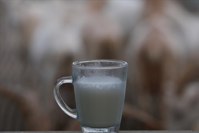 Süt üretimindeki artış sektörün ihracat beklentisini de artırdı