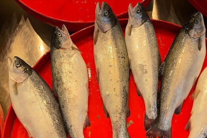 Türk somonu ve çayının tanıtım projelerine Ticaret Bakanlığından destek