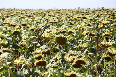 İklim değişikliği Trakya'da en çok ayçiçeğini etkileyecek
