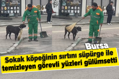 Sokak köpeğinin sırtını süpürge ile temizleyen görevli yüzleri gülümsetti
