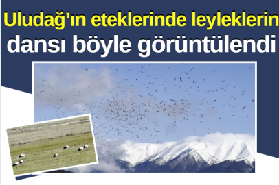 Uludağ’ın eteklerinde leyleklerin dansı böyle görüntülendi
