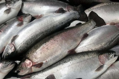Doğu Karadeniz'in su ürünleri ihracat geliri 2 ayda yüzde 26 arttı