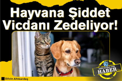 Hayvana Şiddet Vicdanı Zedeliyor!