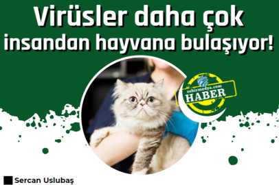 Virüsler daha çok insandan hayvana  bulaşıyor!