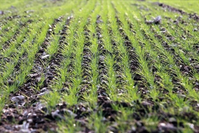 Hububatta gözler bahar yağmurlarına çevrildi