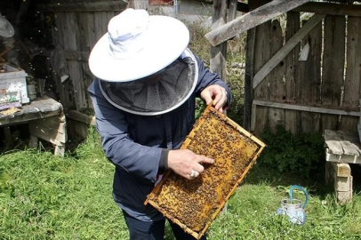 İklim değişikliği ve gal arısı zararlısı kestane balı rekoltesini olumsuz etkiliyor