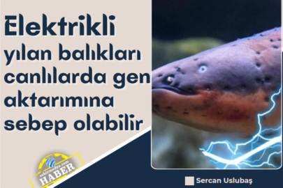 Elektrikli yılan balıkları canlılarda gen aktarımına sebep olabilir