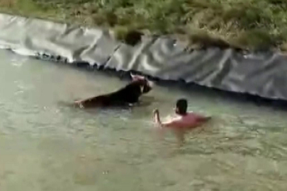 Sulama kanalına düşen ineği kurtarmak için canını hiçe saydı  