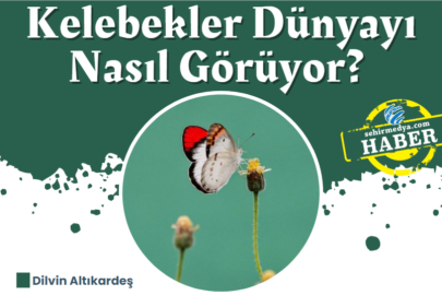 Kelebekler Dünyayı Nasıl Görüyor?