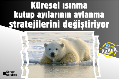 Küresel ısınma kutup ayılarının avlanma stratejilerini değiştiriyor