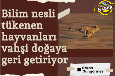 Bilim nesli tükenen hayvanları vahşi doğaya geri getiriyor 
