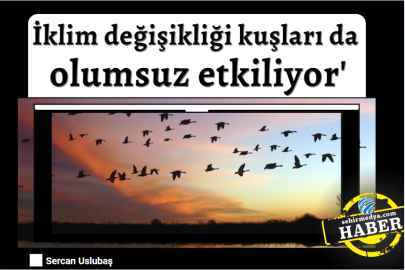 İklim değişikliği kuşları da olumsuz etkiliyor