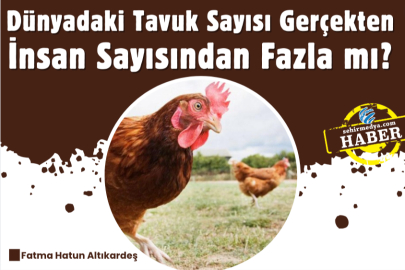 Dünyadaki Tavuk Sayısı Gerçekten İnsan Sayısından Fazla mı?