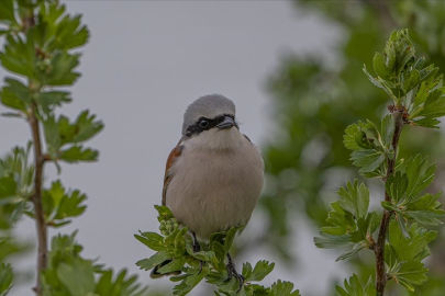"Ulusal Biyolojik Çeşitlilik Veri Tabanı"ndaki veri sayısı 2 milyona yaklaştı