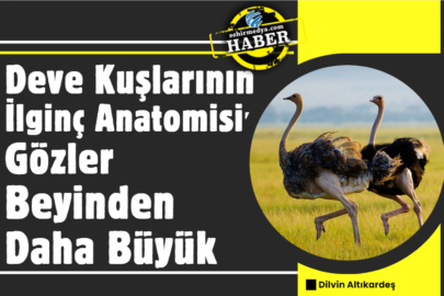 Deve Kuşlarının İlginç Anatomisi: Gözler Beyinden Daha Büyük