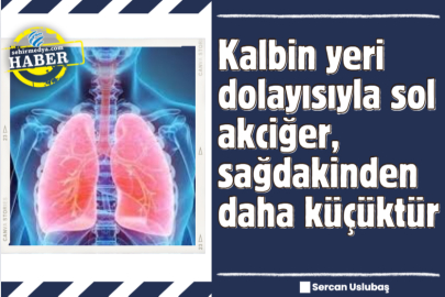 Kalbin yeri dolayısıyla sol akciğer, sağdakinden daha küçüktür