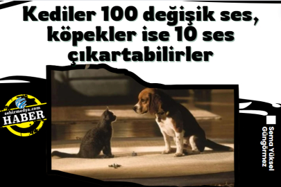 Kediler 100 değişik ses, köpekler ise 10 ses çıkartabilirler