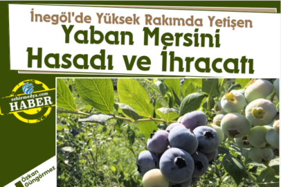 İnegöl'de Yüksek Rakımda Yetişen Yaban Mersini Hasadı ve İhracatı