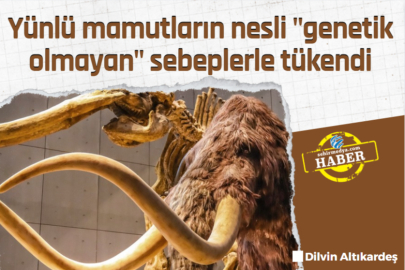 Yünlü mamutların nesli "genetik olmayan" sebeplerle tükendi