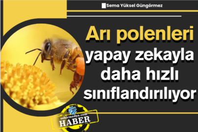 Arı polenleri yapay zekayla daha hızlı sınıflandırılıyor