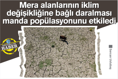 Mera alanlarının iklim değişikliğine bağlı daralması manda popülasyonunu etkiledi