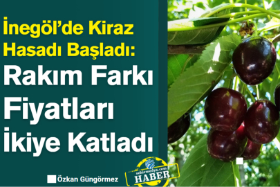 İnegöl’de Kiraz Hasadı Başladı: Rakım Farkı Fiyatları İkiye Katladı