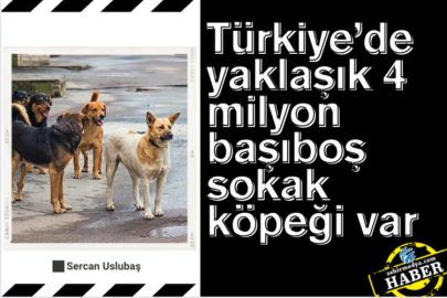 Türkiye’de yaklaşık 4 milyon başıboş sokak köpeği var