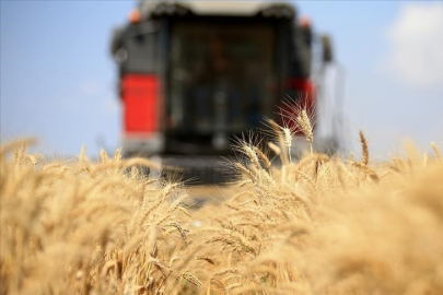 FAO: Küresel gıda fiyatları temmuzda da değişim göstermedi