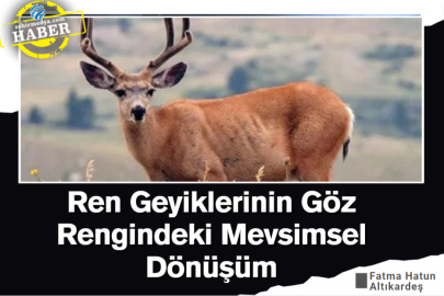 Ren Geyiklerinin Göz Rengindeki Mevsimsel Dönüşüm