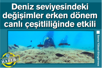 Deniz seviyesindeki değişimler erken dönem canlı çeşitliliğinde etkili