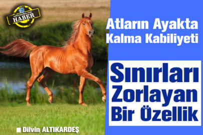 Atların Ayakta Kalma Kabiliyeti: Sınırları Zorlayan Bir Özellik