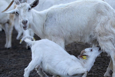 Kuzu oğlak ve sürü yöneticisi istihdamı destek başvuruları 2 Eylül'de başlıyor