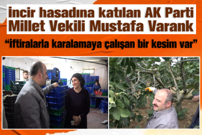 İncir hasadına katılan AK Parti Millet Vekili Mustafa Varank, “İftiralarla karalamaya çalışan bir kesim var”