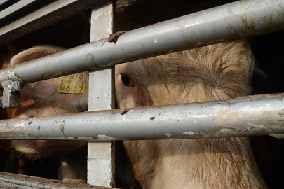 Hayvan nakillerine ilişkin düzenleme 2 yıl daha ertelendi