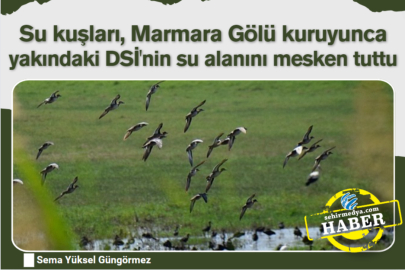 Su kuşları, Marmara Gölü kuruyunca yakındaki DSİ'nin su alanını mesken tuttu