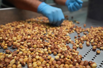 Giresun'da fındık fiyatı 123 ile 125 lira arasında işlem gördü