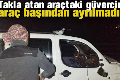 Takla atan araçtaki güvercin araç başından ayrılmadı