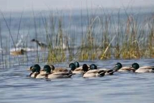 Yaralı ve mühre ördekler özgürlüklerine kavuştu