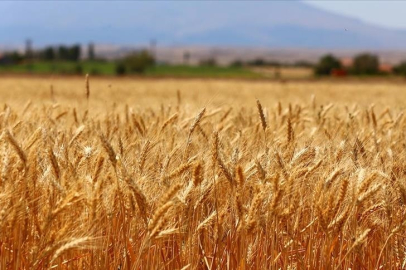 Küresel ısınma nedeniyle buğdayın artık ekim yerine kasımda ekilmesi öneriliyor