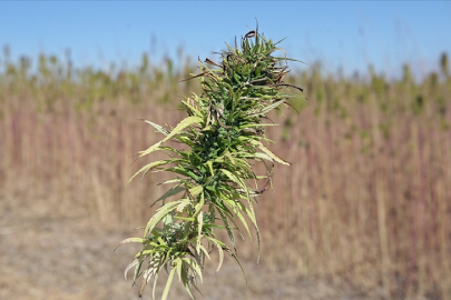 İlaç etkin maddesi üretimi amaçlı kenevir yetiştiriciliği kotaları belirlendi