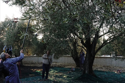 Balıkesir'de yaklaşık 11 asırlık ağaçtan zeytin hasadı