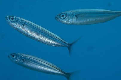 İki balık türü gıda amaçlı kullanım kapsamında tescillendi