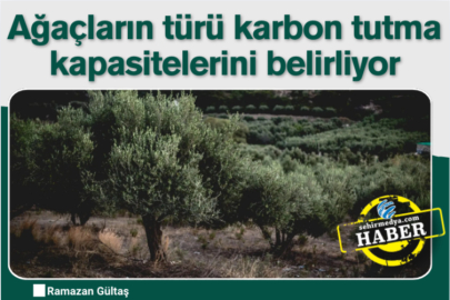 Ağaçların türü karbon tutma kapasitelerini belirliyor
