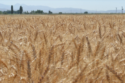 Kuraklık hububatta ekim takvimini değiştirdi
