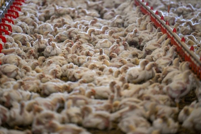 Tavuk eti üretimi eylülde aylık 0,1 azaldı, yıllık yüzde 11,8 arttı