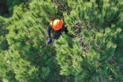 Orman Genel Müdürlüğü 9 geçici işçi alacak