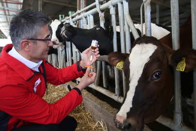 Aşılama döneminin artırılması şap hastalığıyla mücadelede sonuç verdi